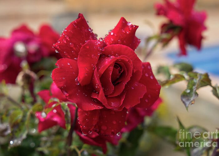 Bloom Greeting Card featuring the photograph Red rose and sparkling water pearls by the pool by Adriana Mueller