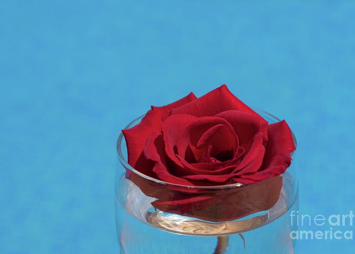 Red Rose Greeting Card featuring the photograph Red rose blossom and blue water by Adriana Mueller