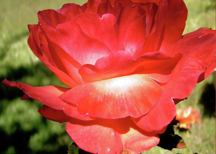Rose Greeting Card featuring the photograph Red Rose by Stephanie Moore