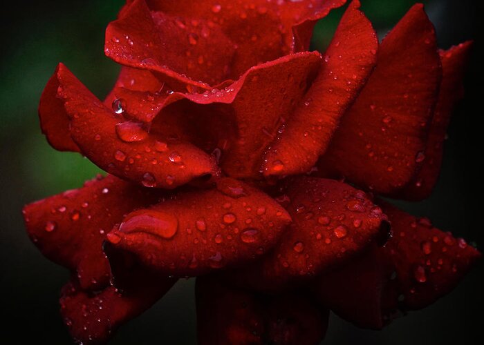 Rose Greeting Card featuring the photograph Red September 2021 Rose in the Rain by Richard Cummings