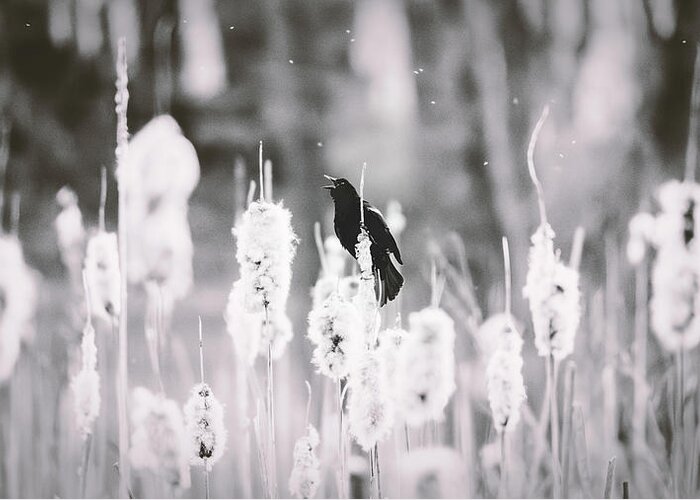 Black And White Greeting Card featuring the photograph Red Shouldered Black Bird Black and White by Jason Fink