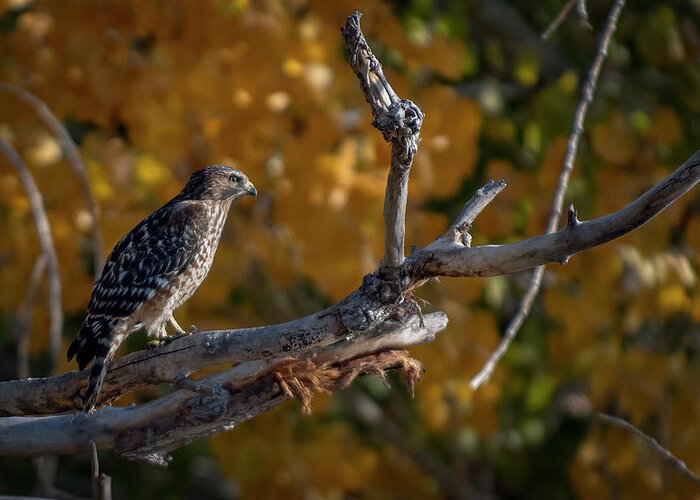 Red Shouldered Hawk Greeting Card featuring the photograph Red Shouldered Hawk by Rick Mosher