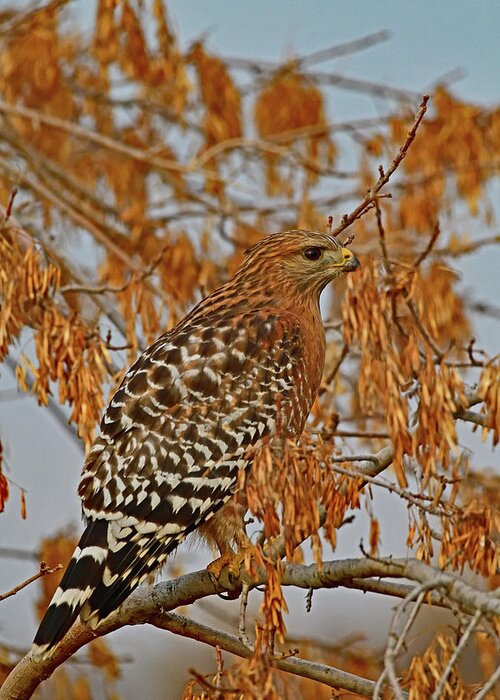 Red-shouldered Hawk Greeting Card featuring the photograph Red-Shouldered Hawk - Sacramento NWR by Amazing Action Photo Video