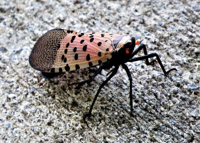 Insects Greeting Card featuring the photograph Red Spotted Lanternfly Closeup by Linda Stern