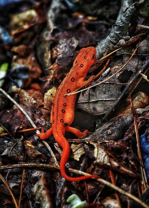 Photo Greeting Card featuring the photograph Red Spotted Newt by Evan Foster