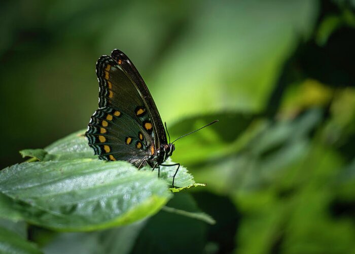 Red Spotted Greeting Card featuring the photograph Red Spotted Purple Admiral Butterfly by Jason Fink