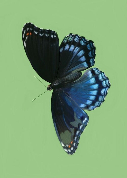 Nature Greeting Card featuring the mixed media Red Spotted Purple by Judy Cuddehe