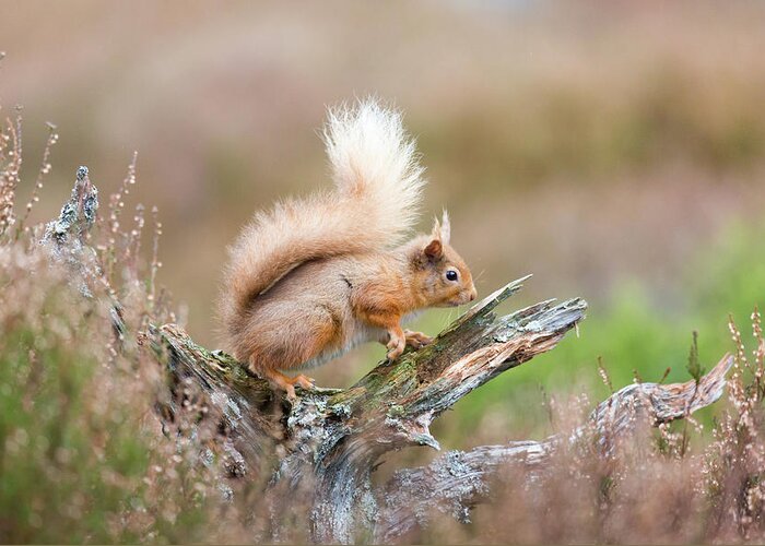Animal Greeting Card featuring the photograph Red Squirrel, Cairngorms by Anita Nicholson