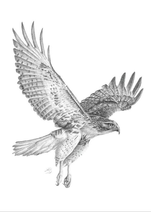 Hawk Greeting Card featuring the drawing Red Tailed Hawk in Flight by Monica Burnette