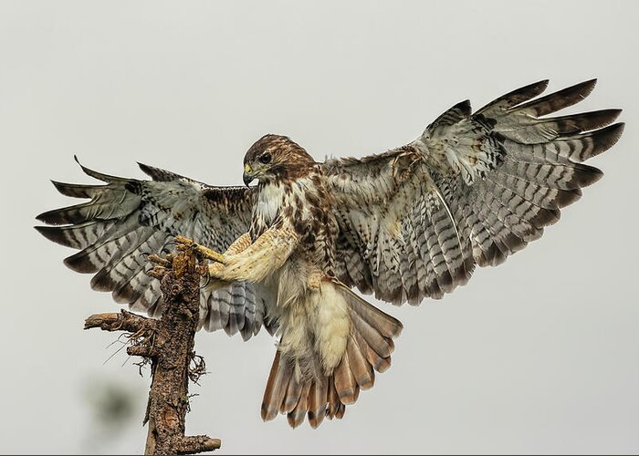 Rth Greeting Card featuring the photograph Red-tailed hawk landing by Justin Battles
