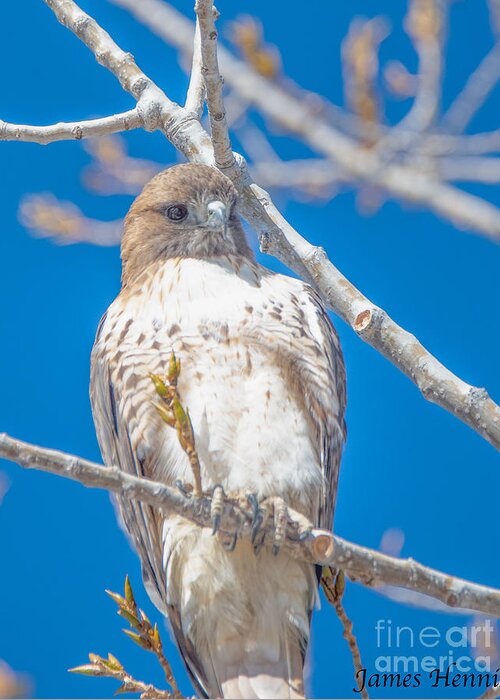 Hawk Greeting Card featuring the photograph Red Tailed Hawk by Metaphor Photo