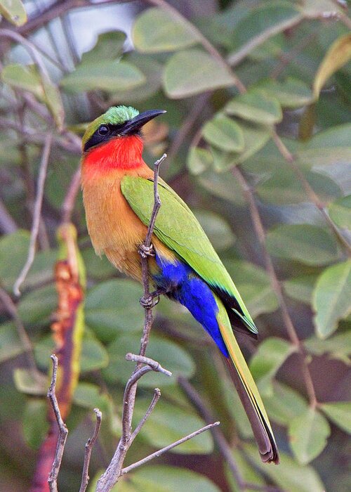 Bush Greeting Card featuring the photograph Red-throated Bee-eater, Merops bulocki by Tony Mills