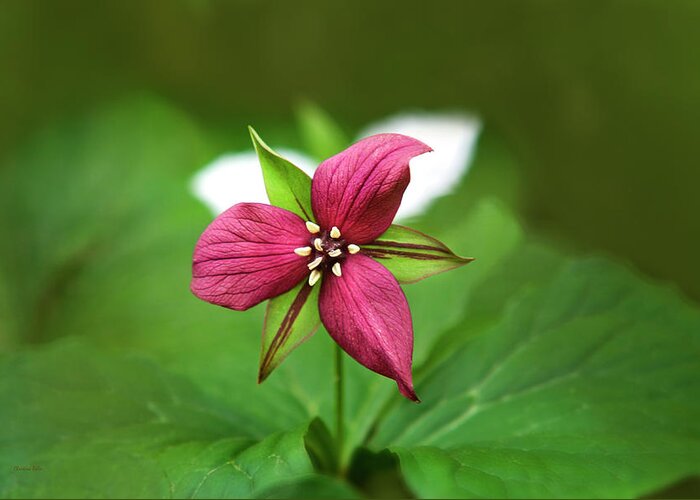 Trillium Greeting Card featuring the photograph Red Trillium Flower by Christina Rollo