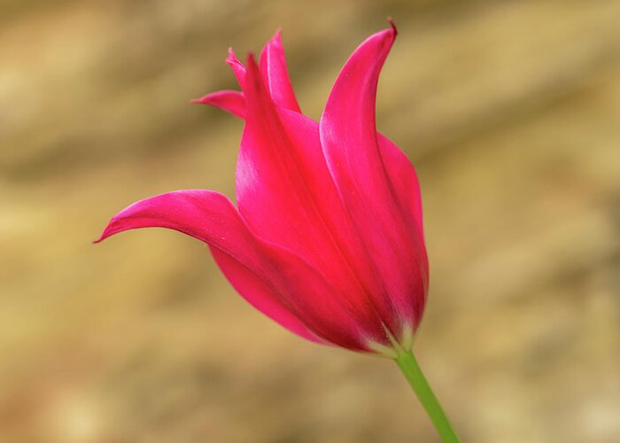 Tulip Greeting Card featuring the photograph Red tulip by Average Images