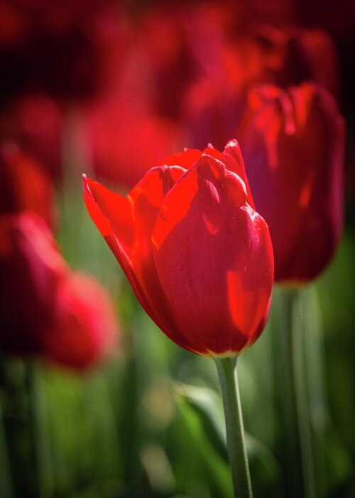 Art Hill Greeting Card featuring the photograph Red Tulip on Art Hill by Joe Kopp