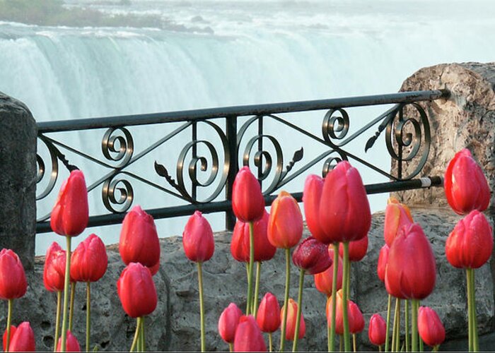 Red Tulips Greeting Card featuring the photograph Red Tulips Railside - Niagara Falls, Ontario by Kenneth Lane Smith