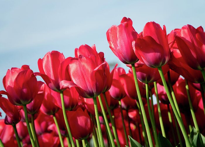 The Image Of Red Tulips Taken By Rich Sirko. Greeting Card featuring the photograph Red Tulips by Rich S
