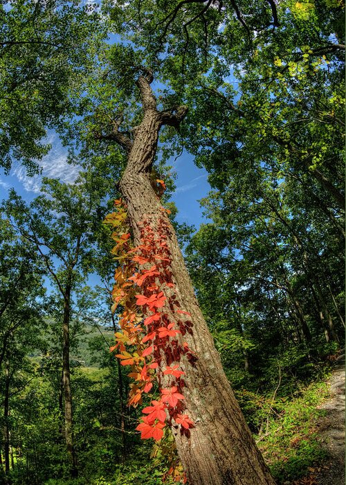 Monongahela Greeting Card featuring the photograph Red Vine on Oak Tree by Carolyn Hutchins
