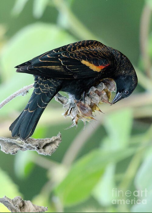 Red-winged Blackbird Greeting Card featuring the photograph Red-Winged Blackbird by Kristine Anderson