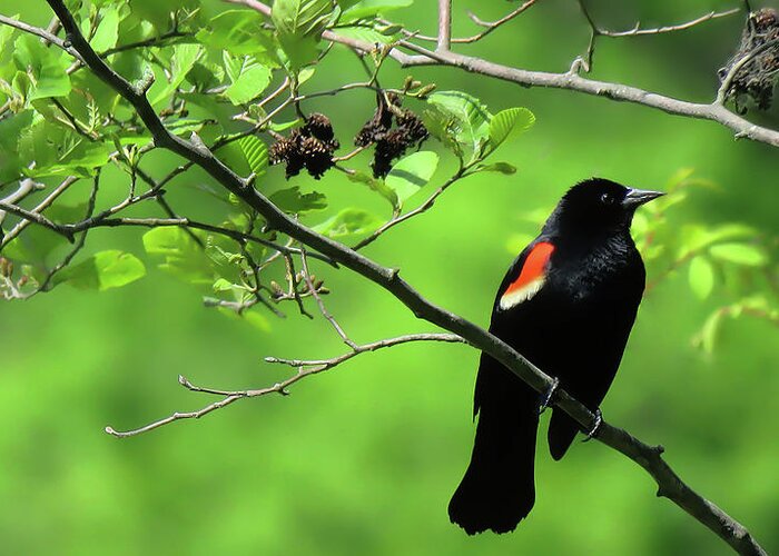 Bird Greeting Card featuring the photograph Red-Winged Blackbird by Rebecca Grzenda