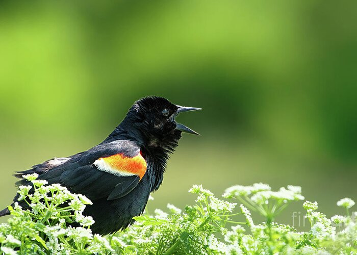 Red Winged Blackbird Greeting Card featuring the photograph Red Winged Blackbird trills by Rehna George
