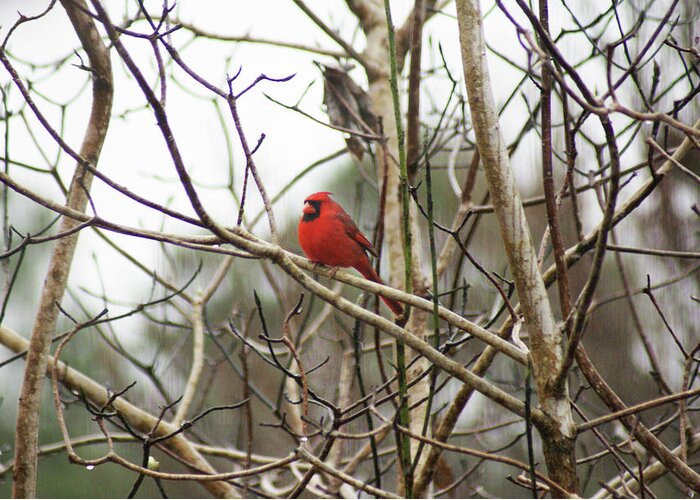  Greeting Card featuring the photograph Redbird Male by Heather E Harman