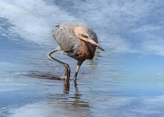 Reddish Egret Greeting Card featuring the photograph Reddish Egret 105A by Sally Fuller