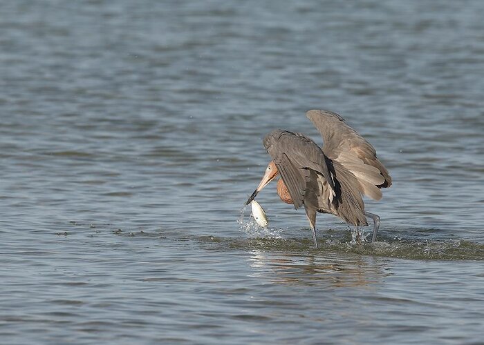 Reddish Egret Greeting Card featuring the photograph Reddish Egret and Its Catch by Mingming Jiang
