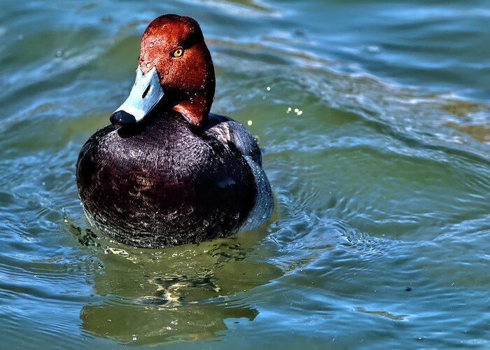 Redhead Duck Greeting Card featuring the photograph Redhead Duck by Carol Montoya