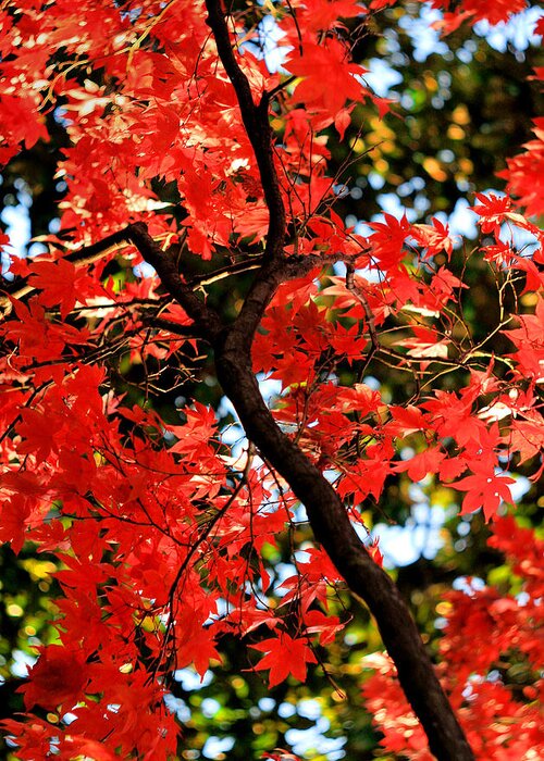 Vivid Greeting Card featuring the photograph Reds of an Autumn Afternoon No.2 - An Annapolis Impression by Steve Ember