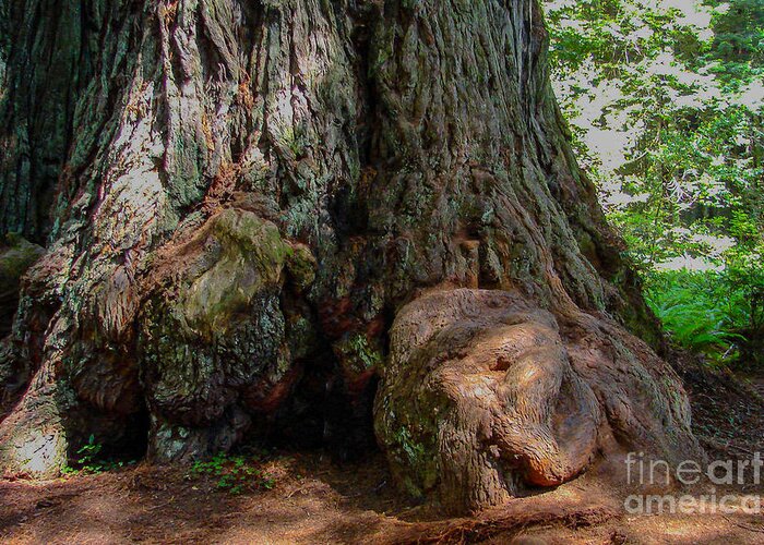 Redwood In Sequoia National Forest Greeting Card featuring the digital art Redwood in Sequoia National Forest by Tammy Keyes