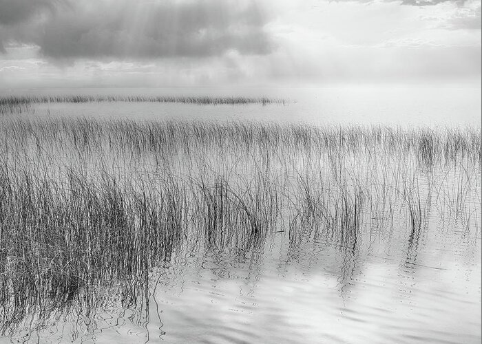 Black And White Photography Greeting Card featuring the photograph Reeds Along the Shore by Allan Van Gasbeck