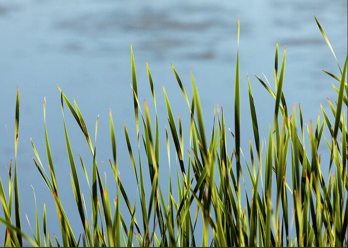 Reeds Greeting Card featuring the photograph Reeds by Kevin Schwalbe