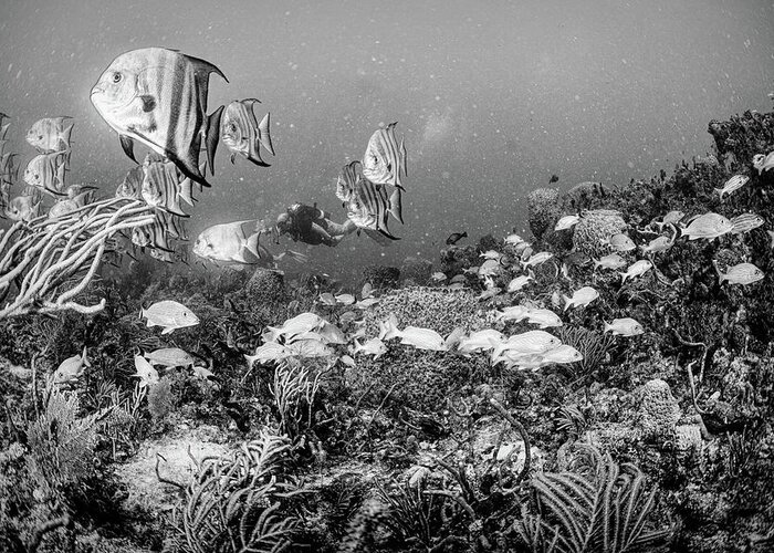 Black Greeting Card featuring the photograph Reef Under the Sea Black and White by Debra and Dave Vanderlaan