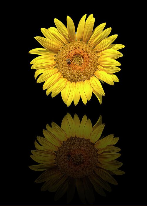 Sunflower Greeting Card featuring the photograph Reflected Sunflower by Bill Barber
