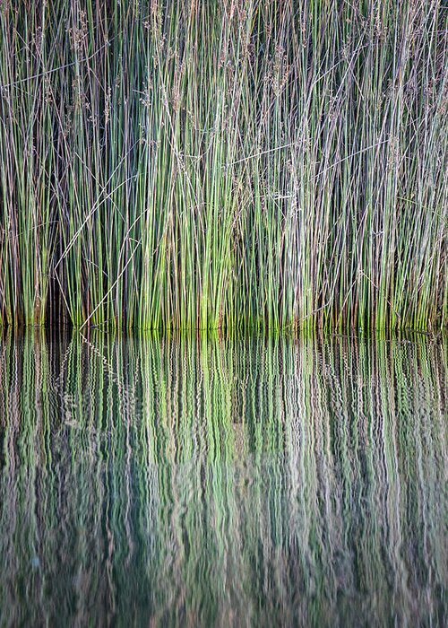 Reeds Greeting Card featuring the photograph Reflecting by Gary Geddes