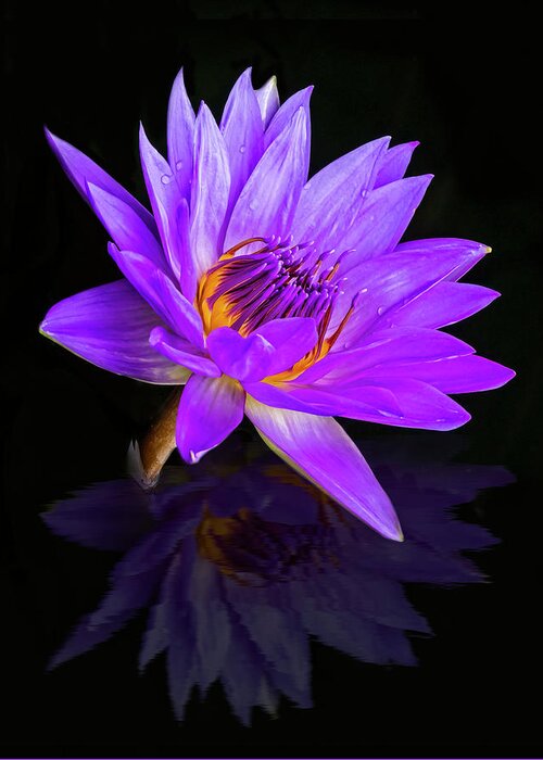Waterlilies Greeting Card featuring the photograph Reflecting Waterlily by Susan Candelario