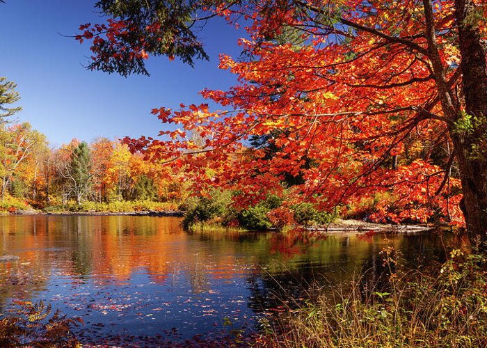 Algonquin Greeting Card featuring the photograph Reflections of Fall Colours by Manpreet Sokhi