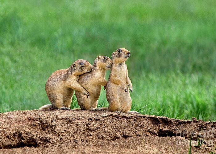 Utah Prairie Dogs Greeting Card featuring the photograph Relaxing Utah Prairie Dogs Cynomys Parvidens Wild Utah by Dave Welling