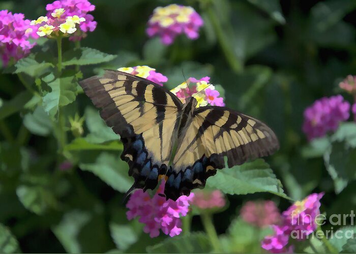 Nature Greeting Card featuring the digital art Remarkable Swallowtail by Amy Dundon