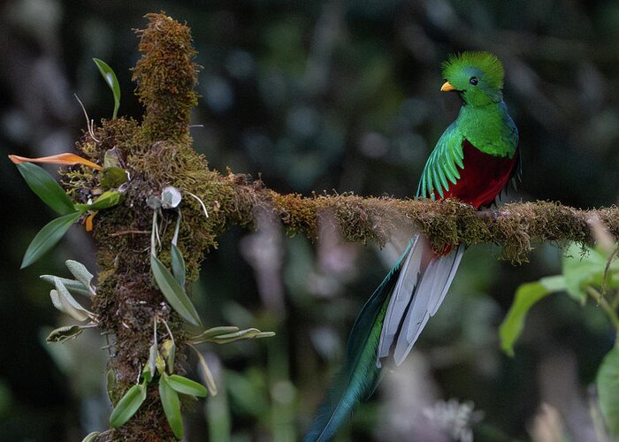 Bird Greeting Card featuring the photograph Resplendent Quetzal 3 by Mary Catherine Miguez