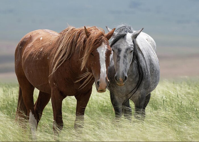 Wild Horses Greeting Card featuring the photograph Resting Together by Mary Hone
