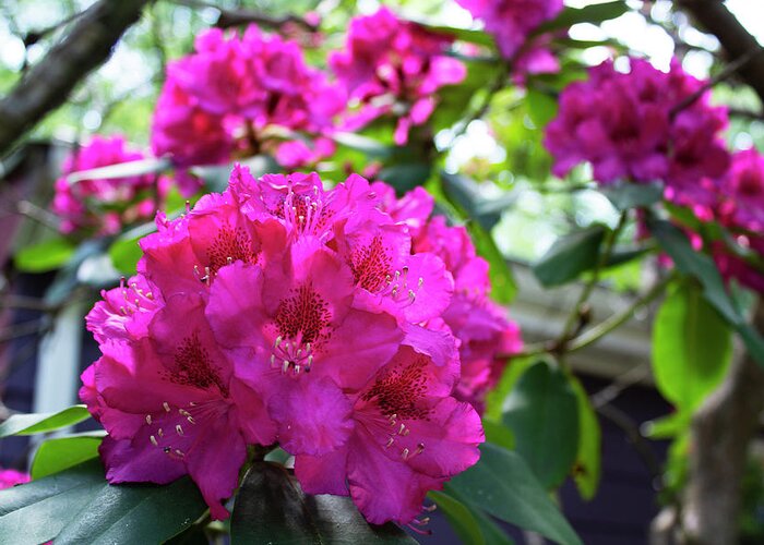 Flower Greeting Card featuring the photograph Rhododendron Blossom by Geoff Jewett