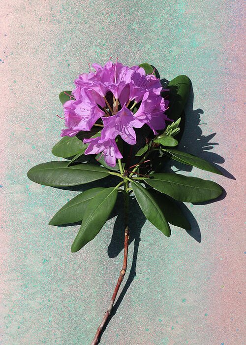Rhododendron Greeting Card featuring the photograph Rhododendron by Paul Gaj