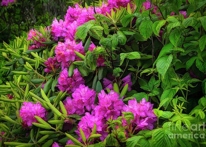 Rhododendron Greeting Card featuring the photograph Rhododendrons of the Blue Ridge Mountains by Shelia Hunt