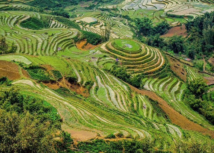Black Greeting Card featuring the photograph Rice Terraces in Sapa by Arj Munoz