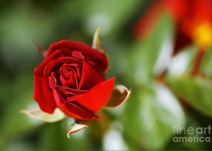 Floribunda Rose Greeting Card featuring the photograph Rich In Red Rose Bud by Joy Watson