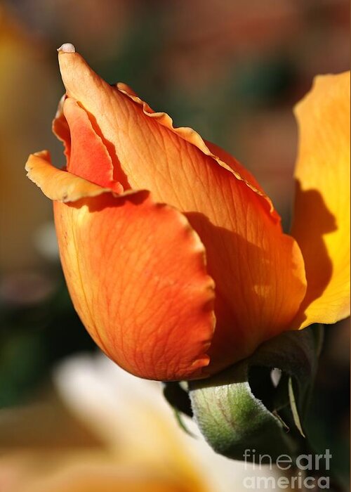 Rose Greeting Card featuring the photograph Rich Orange Rose Bud by Joy Watson