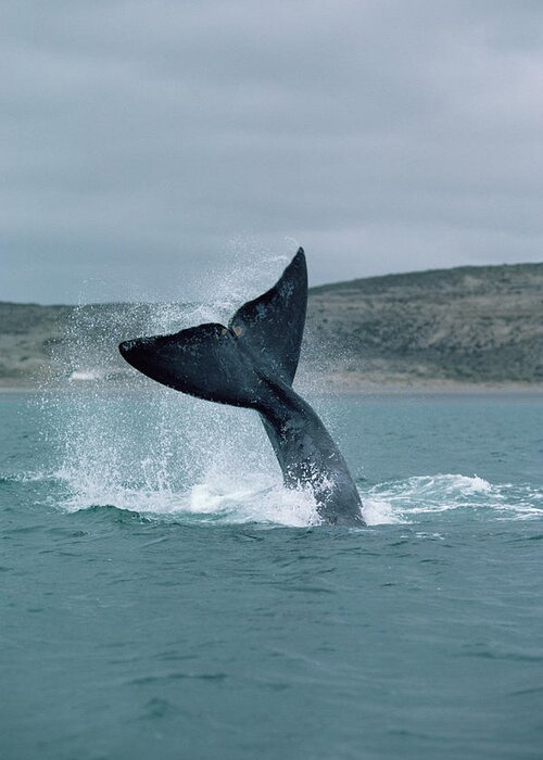 00083997 Greeting Card featuring the photograph Right Whale Tail Lobbing by Flip Nicklin