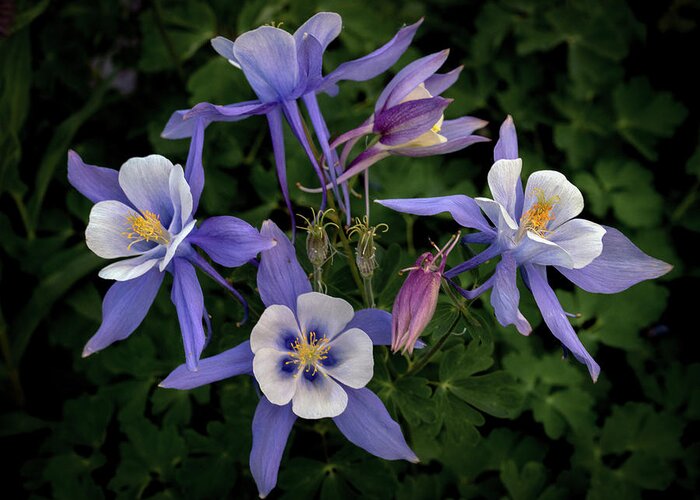 Wildflowers Greeting Card featuring the digital art Ring around the Columbine by Bob Coorsen
